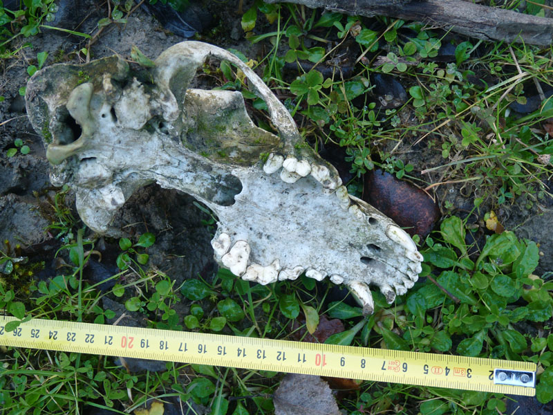 cranio di canide